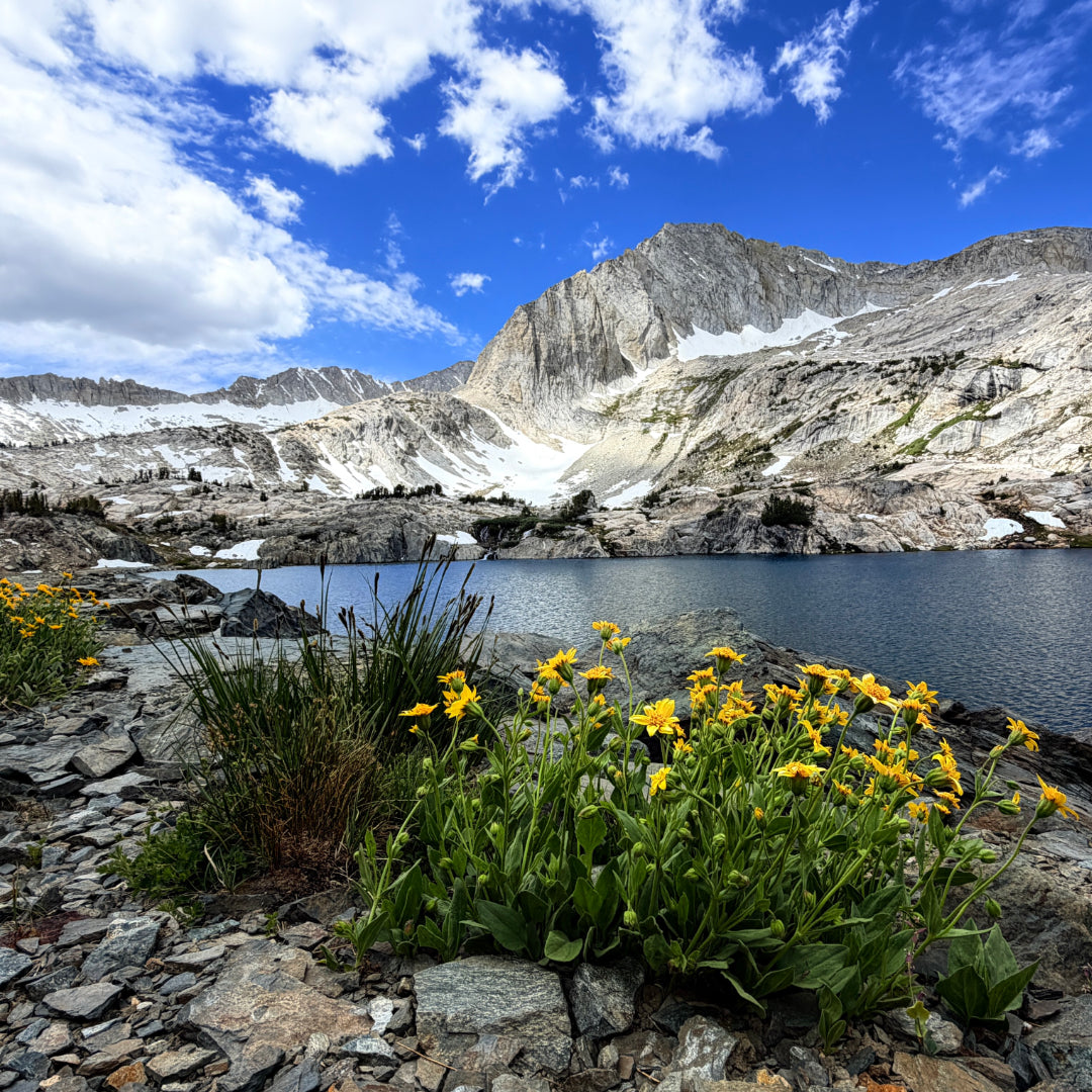 Peak Bloom in the High Sierra